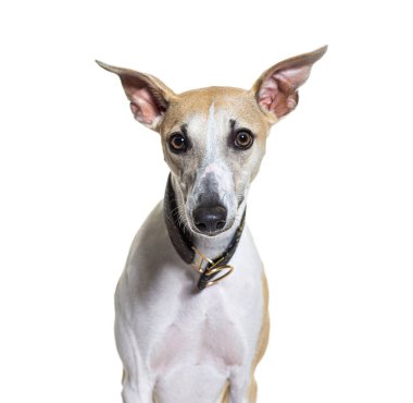 Bir Whippet köpeğinin, beyaz bir tasma takarken çekilmiş resmi.