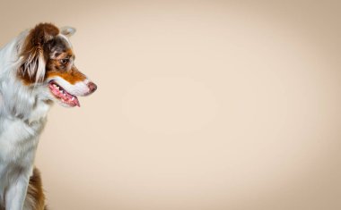 Kızıl merle Avusturalya çoban köpeğinin kafasından.