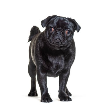 Kara Pug köpeği önde duruyor ve kameraya bakıyor, izole edilmiş.