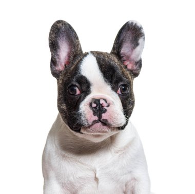 Kameraya bakan üç aylık bir köpek yavrusunun baş fotoğrafı.