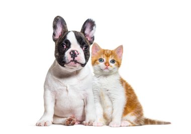 Yavru buldog ve kedi melezi kedi ve köpek, oturuyor, izole edilmiş.