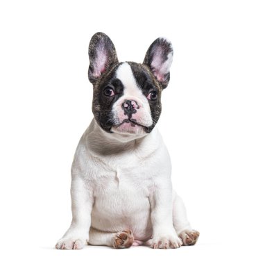 Üç aylık köpek yavrusu, beyaz üzerine izole edilmiş buldog oturuyor.