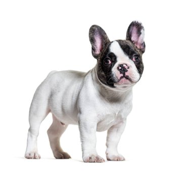 Üç aylık köpek yavrusu Fransız bulldog.
