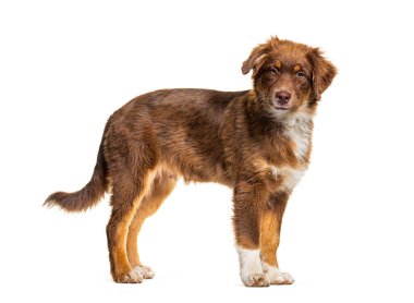 Kahverengi Avustralyalı çoban köpeği kameraya bakıyor.