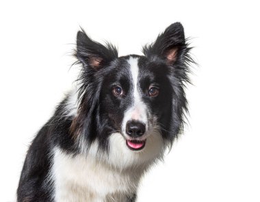 Siyah-beyaz Border Collie köpeğinin yakından çekimi ilgi çekti, kameraya baktı. İzole edilmiş