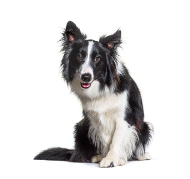 Siyah ve beyaz Border Collie köpeği, şaşırmış, oturuyor ve kameraya bakıyor. İzole edilmiş