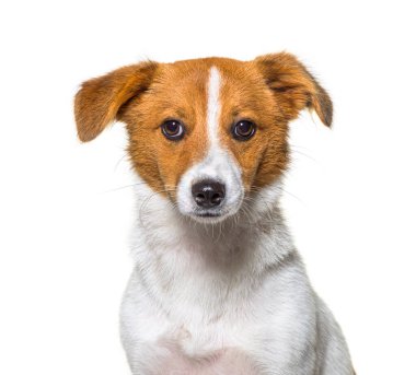 Sınır Jack yeni bir cins, Border collie ve jack russel arasında melez. Genç köpek, izole edilmiş.