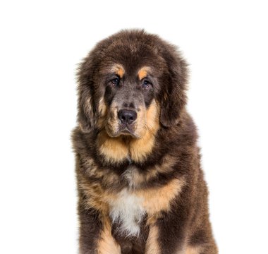 Oturan kahverengi Tibet köpeğinin kafasından, beyaz üzerine izole edilmiş.