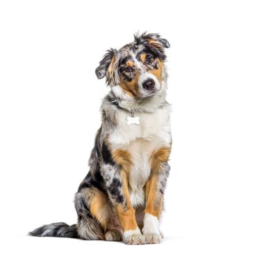Oturan Avustralya çoban köpeği mavi merle, kameraya bakıyor.
