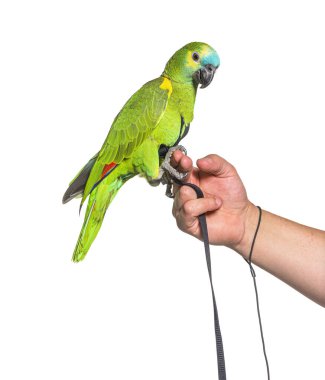 Side view of Turquoise-fronted amazon hold in a human hand with an harness clipart