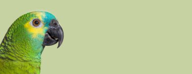 Yeşil pastel arka plana karşı Turkuaz önlü Amazon 'un baş görüntüsü