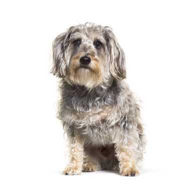 Beyaz arka planda oturan melez bir köpek.