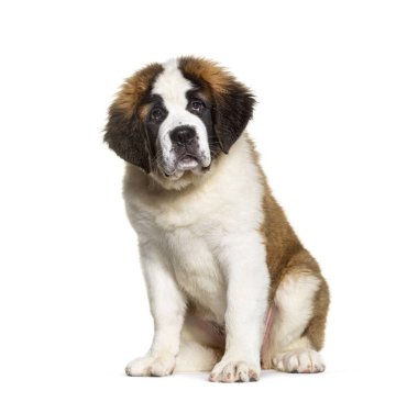 Saint Bernard köpek yavrusu, üç aylık, kameraya bakıyor, beyaz tenli.