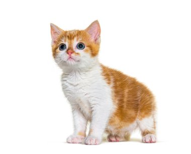 Melez kedi, zencefil ve beyaz, bembeyaz. 