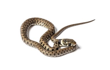 Çimen yılanı, Natrix natrix, beyaz üzerine izole edilmiş.