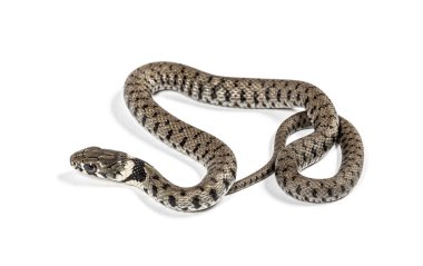Çimen yılanı, Natrix natrix, beyaz üzerine izole edilmiş.