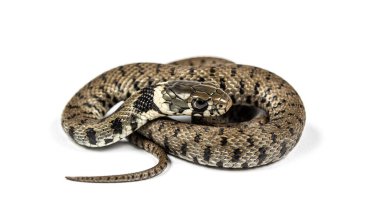 Çimen yılanı, Natrix natrix, beyaz üzerine izole edilmiş.