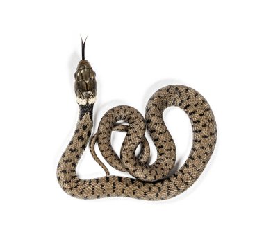 Çimen yılanı, Natrix natrix, beyaz üzerine izole edilmiş.