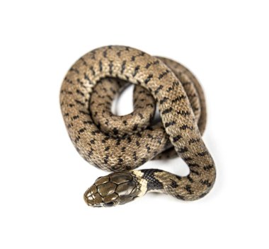 Çimen yılanı, Natrix natrix, beyaz üzerine izole edilmiş.