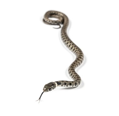 Çimen yılanı, Natrix natrix, beyaz üzerine izole edilmiş.
