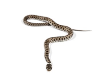 Çimen yılanı, Natrix natrix, beyaz üzerine izole edilmiş.