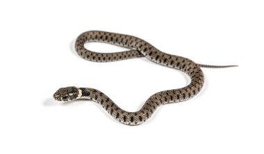 Çimen yılanı, Natrix natrix, beyaz üzerine izole edilmiş.