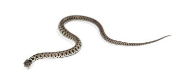 Çimen yılanı, Natrix natrix, beyaz üzerine izole edilmiş.