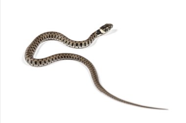 Çimen yılanı, Natrix natrix, beyaz üzerine izole edilmiş.