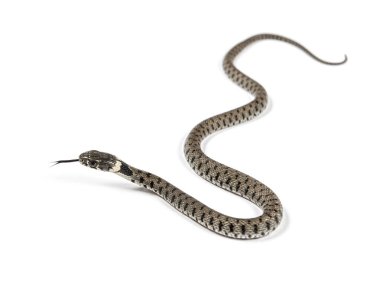 Çimen yılanı sürünüyor ve havayı kokluyor, Natrix natrix, beyaz tenli.