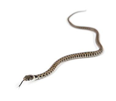 Çimen yılanı, Natrix natrix, beyaz üzerine izole edilmiş.