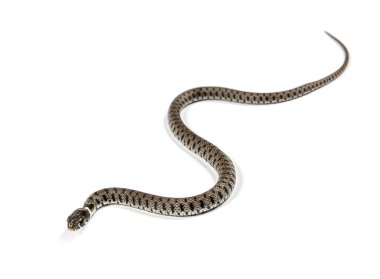 Çimen yılanı sürünüyor, Natrix natrix, beyaz tenli.