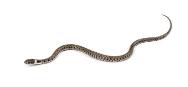 Çimen yılanı, Natrix natrix, beyaz üzerine izole edilmiş.