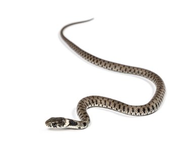 Çimen yılanı, Natrix natrix, beyaz üzerine izole edilmiş.