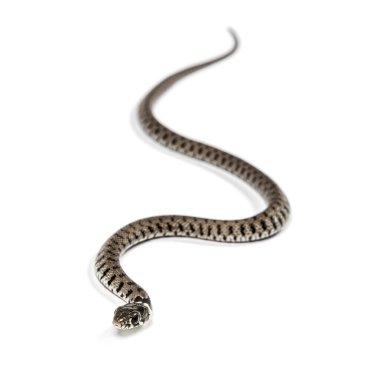 Çimen yılanı, Natrix natrix, beyaz üzerine izole edilmiş.