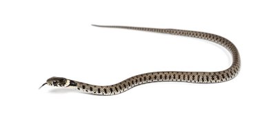 Çimen yılanı, Natrix natrix, beyaz üzerine izole edilmiş.