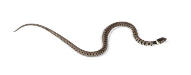 Çimen yılanı, Natrix natrix, beyaz üzerine izole edilmiş.