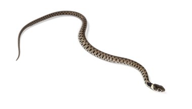 Çimen yılanı, Natrix natrix, beyaz üzerine izole edilmiş.