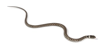 Çimen yılanı, Natrix natrix, beyaz üzerine izole edilmiş.