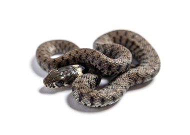 Çimen yılanı, Natrix natrix, beyaz üzerine izole edilmiş.
