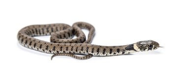 Çimen yılanı, Natrix natrix, beyaz üzerine izole edilmiş.