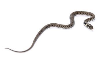 Çimen yılanı, Natrix natrix, beyaz üzerine izole edilmiş.