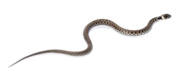 Çimen yılanı, Natrix natrix, beyaz üzerine izole edilmiş.