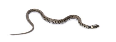 Çimen yılanı, Natrix natrix, beyaz üzerine izole edilmiş.