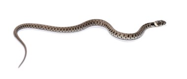 Çimen yılanı, Natrix natrix, beyaz üzerine izole edilmiş.