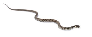 Çimen yılanı, Natrix natrix, beyaz üzerine izole edilmiş.