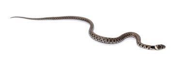 Çimen yılanı, Natrix natrix, beyaz üzerine izole edilmiş.