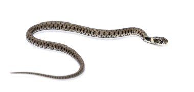 Çimen yılanı, Natrix natrix, beyaz üzerine izole edilmiş.