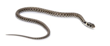 Çimen yılanı, Natrix natrix, beyaz üzerine izole edilmiş.