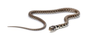 Çimen yılanı, Natrix natrix, beyaz üzerine izole edilmiş.