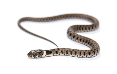 Çimen yılanı, Natrix natrix, beyaz üzerine izole edilmiş.